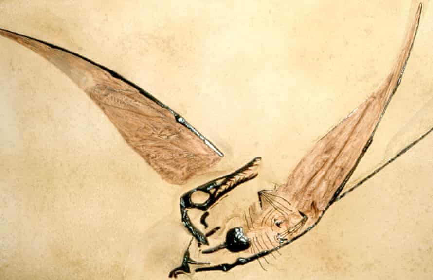 Fossil of Jurassic pterosaurs.