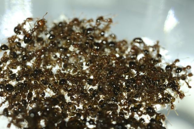 The spinning fire ant raft in the David Hoe Biokinetics Laboratory at Georgia Tech is an example of collective behavior.