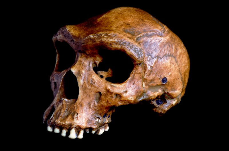 The skull of Homo heidelbergensis was discovered in present-day Kwabe, Zambia, and is believed to be between 125,000 and 300,000 years old.