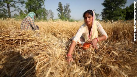 India has offered to help solve the global food crisis.  Here is the reason for its decline
