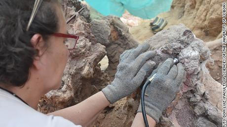 The research confirms the importance of the fossil record of vertebrates in the Portuguese region of Pombal.
