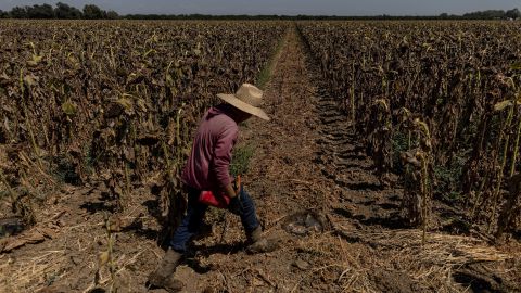 A worker walks along a dry field of sunflowers near Sacramento, California, in August.