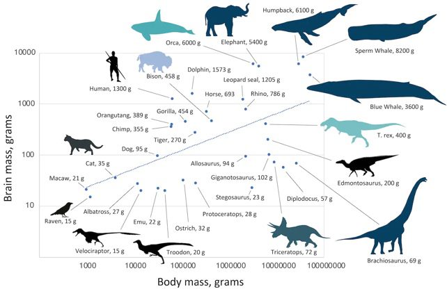 Diagram of brain size versus body mass for dinosaurs, mammals, and birds